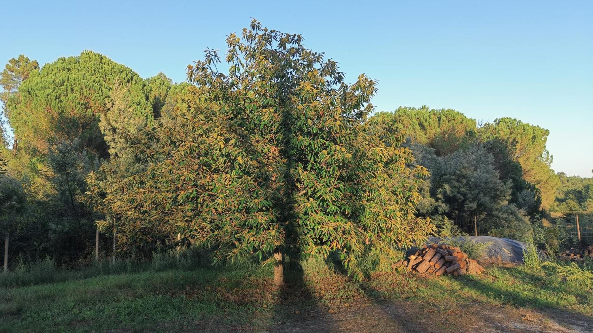 בית הארחה Santar 	Quinta Da Pedra Mija מראה חיצוני תמונה