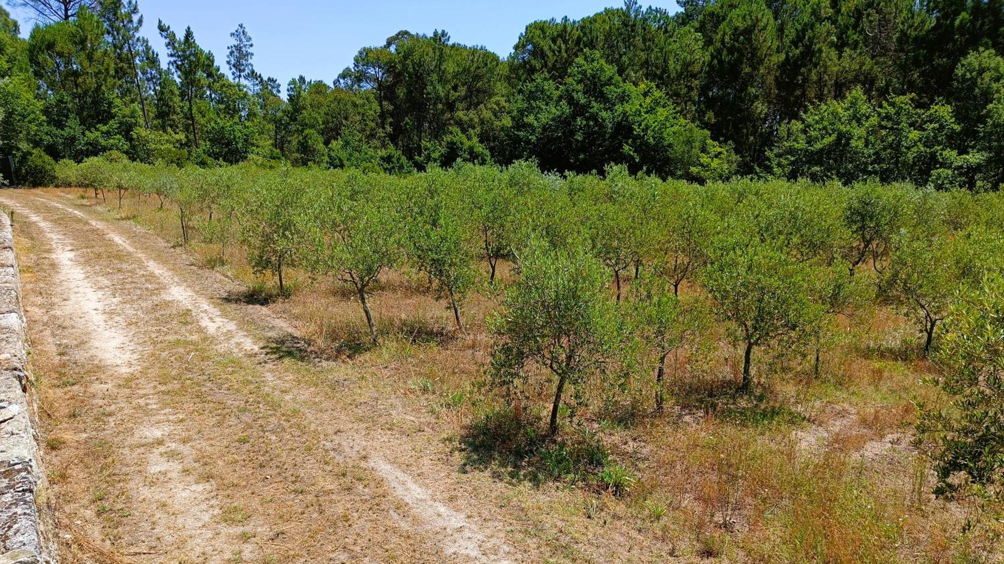 בית הארחה Santar 	Quinta Da Pedra Mija מראה חיצוני תמונה