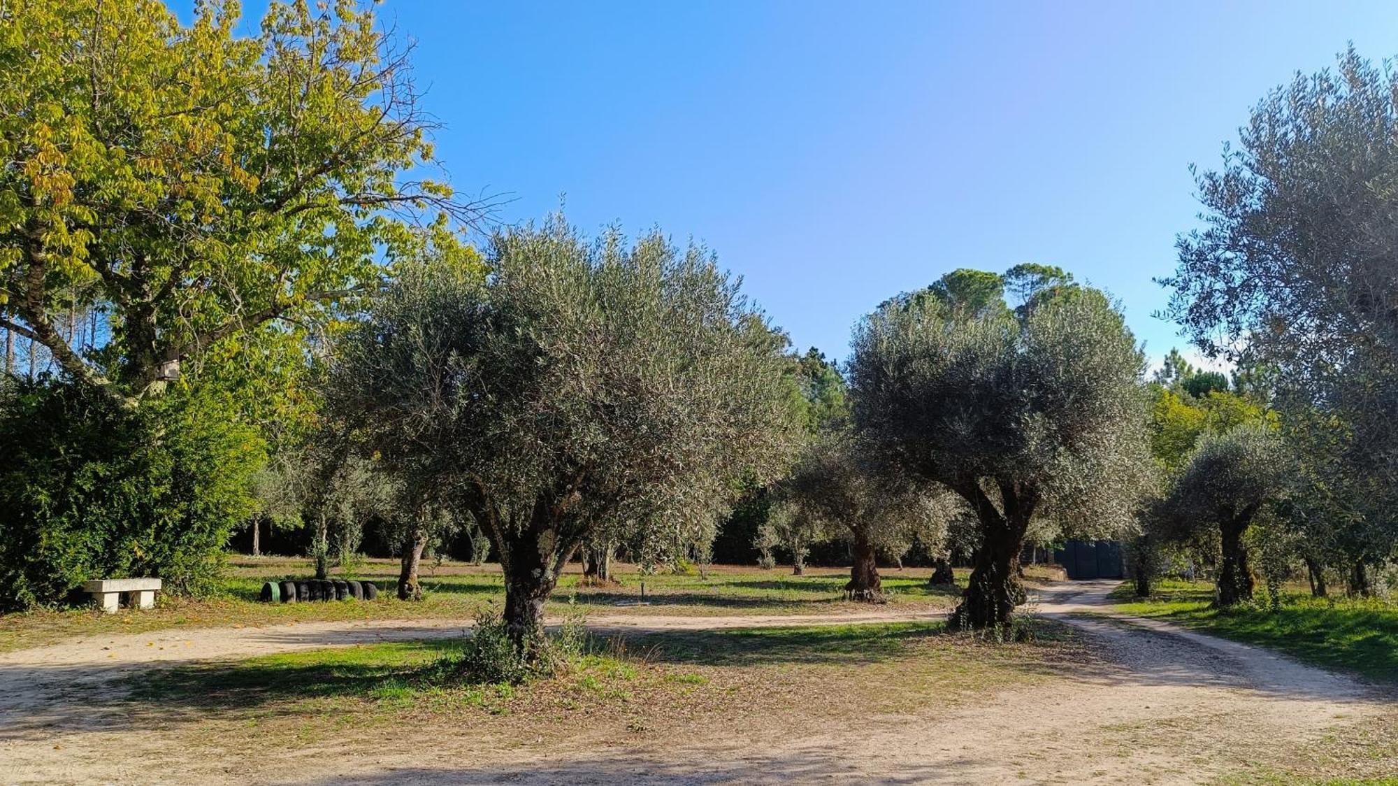 בית הארחה Santar 	Quinta Da Pedra Mija מראה חיצוני תמונה
